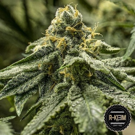 Comprar 2y2 de sementes de R-Kiem - GB A marca verde
