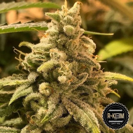 Comprar Deadcheese de sementes de R-Kiem - GB The Green Brand