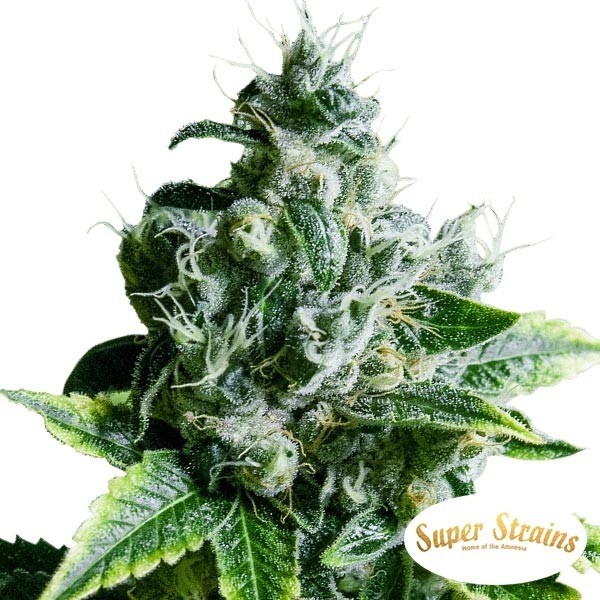 Comprar Eden CBD Super Strains - GB The Green Brand