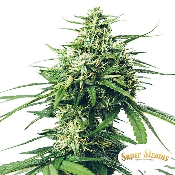 Comprar Super Strains CBD Saga GB The Green Brand