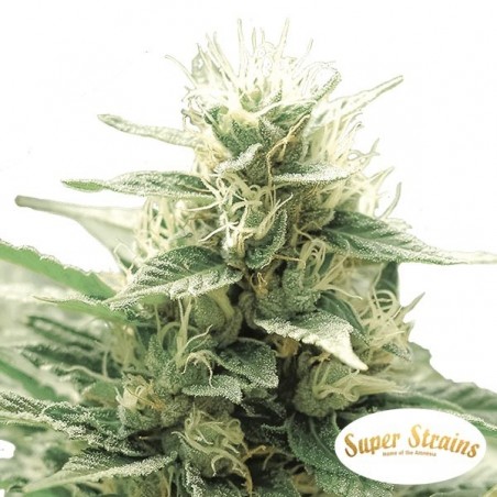 Comprar Agartha CBD Super Strains - GB The Green Brand
