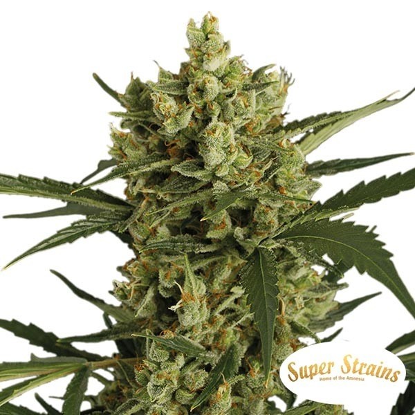 Comprar Crackers da Super Strains - Grow Barato