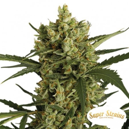 Comprar Crackers da Super Strains - Grow Barato