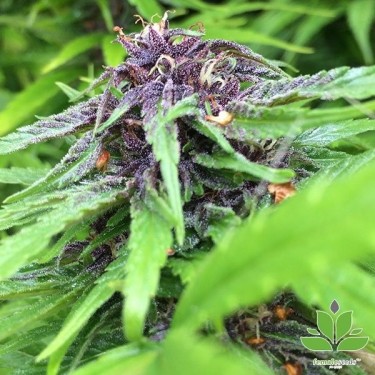 Comprar Purple Maroc da Female Seeds - GB
