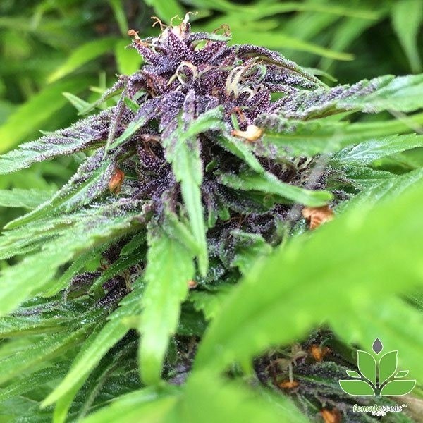 View Comprar Purple Maroc da Female Seeds - GB
