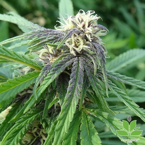 View Comprar Easy Sativa Sementes Femininas - GB A Marca Verde