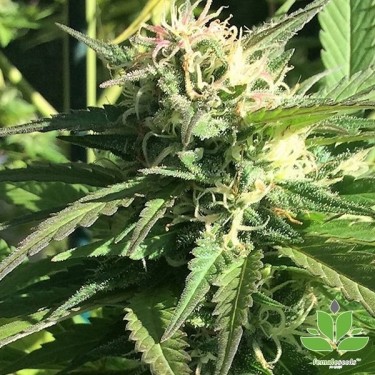 Comprar Outdoor Grapefruit Female Seeds - GB The Green Brand