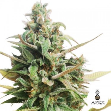 Choco Muffin Apex Seeds Feminizadas Sementes - GB The Green Brand