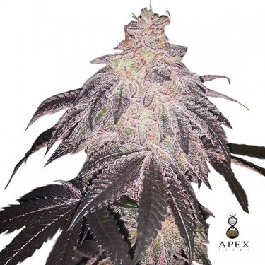 Branco Runtz Apex Seeds Feminizadas Sementes - GB The Green Brand