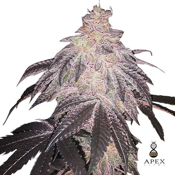 View Branco Runtz Apex Seeds Feminizadas Sementes - GB The Green Brand