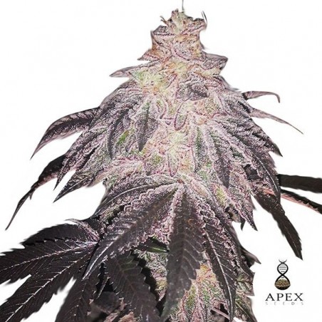 Branco Runtz Apex Seeds Feminizadas Sementes - GB The Green Brand