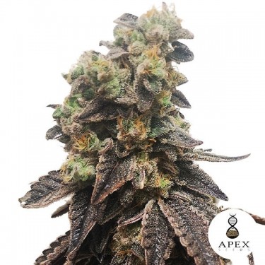 Casamento Crasher Apex Seeds Feminizadas Sementes - GB The Green Brand