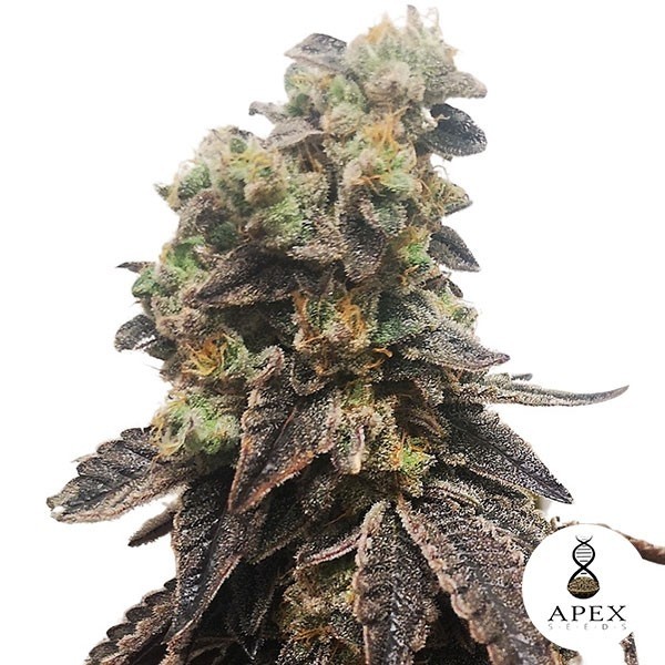 View Casamento Crasher Apex Seeds Feminizadas Sementes - GB The Green Brand