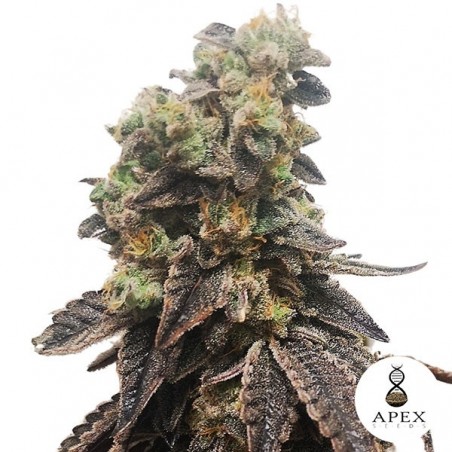 Casamento Crasher Apex Seeds Feminizadas Sementes - GB The Green Brand