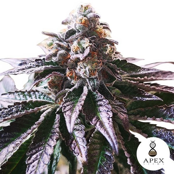 View Cookies mágicos Sorbet Apex Seeds Feminizadas - GB The Green Brand