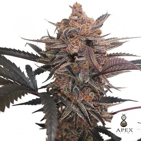 X-Med CBD Plus Apex Seeds Cannabis Medicinal - GB The Green Brand