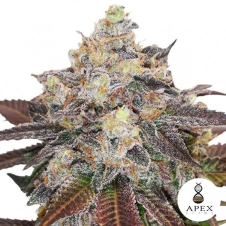 Auto Critical Sorbet XXL Apex Seeds - GB The Green Brand