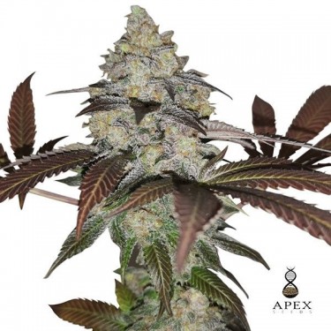 Auto Sorbet Apex Seeds Autoflorescente - GB The Green Brand