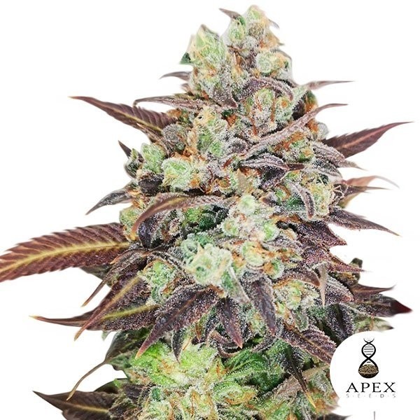 View Auto casamento Crasher Banco Apex Seeds - GB The Green Brand