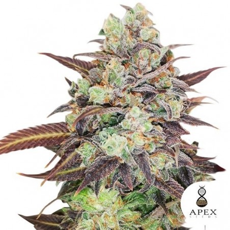 Auto casamento Crasher Banco Apex Seeds - GB The Green Brand