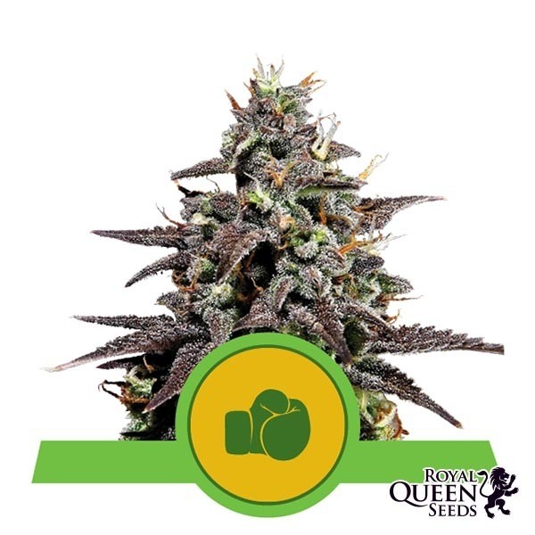 View Comprar Purple Punch Automatic Royal Queen Seeds - GB