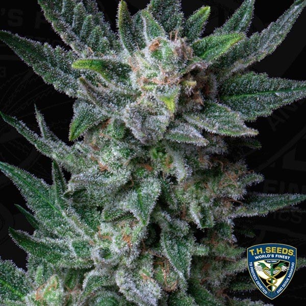 View Auto Bubblegum de T.H. Seeds automáticas - GB The Green Brand