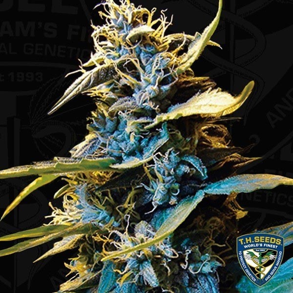 View Automóvel Norte Hog feminizado T.H. Seeds - GB The Green Brand