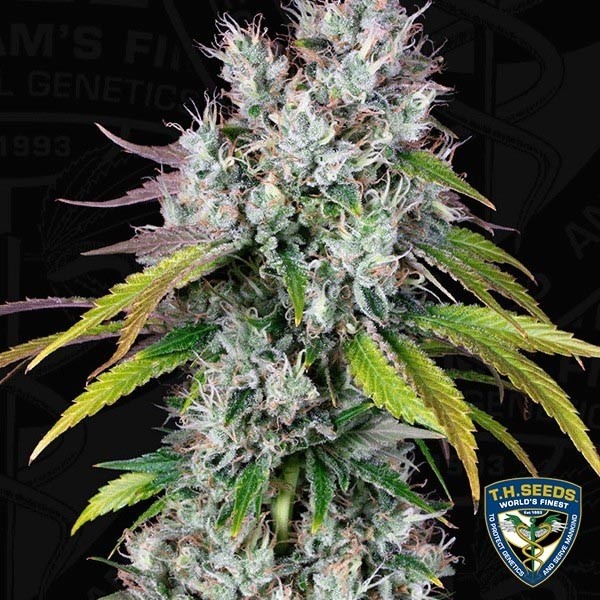 Sementes feminizadas de T.H. Seeds - GB The Green Brand