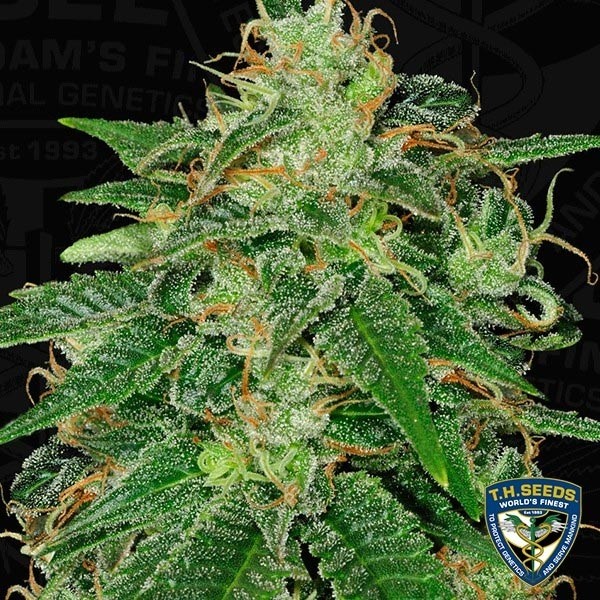 View S.A.G.E. Banco Feminizado T.H. Seeds - GB The Green Brand