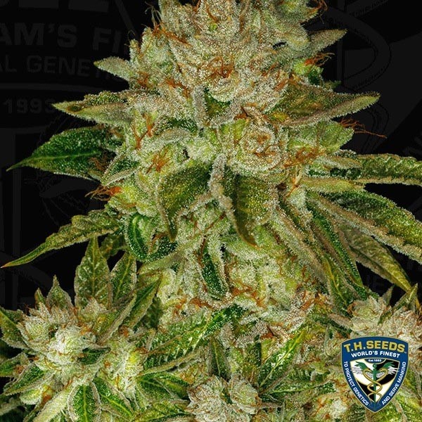 View MK Ultra Sementes feminizadas de T.H. Seeds - GB The Green Brand