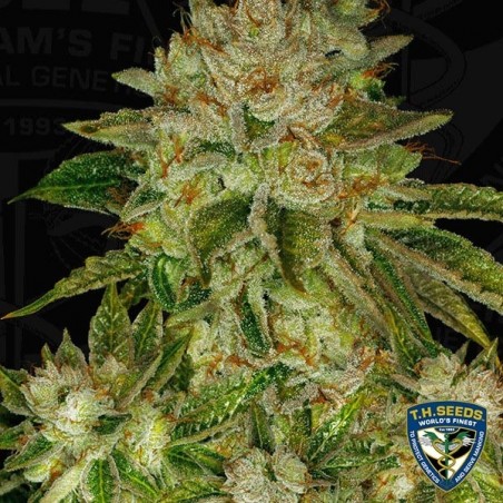 MK Ultra Sementes feminizadas de T.H. Seeds - GB The Green Brand