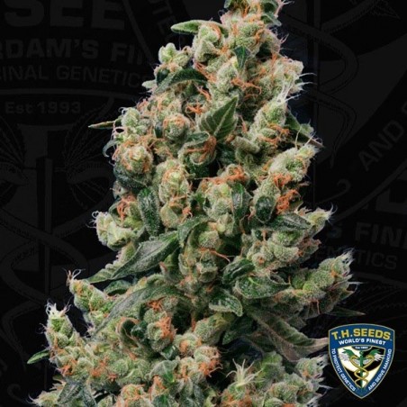 Maçaneta de Kushage Planta
