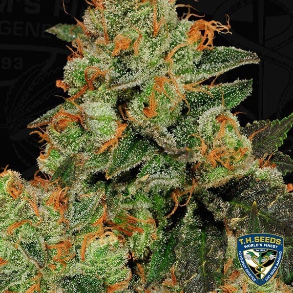 View Bubblegum Feminizado de Sementes T.H. - GB The Green Brand