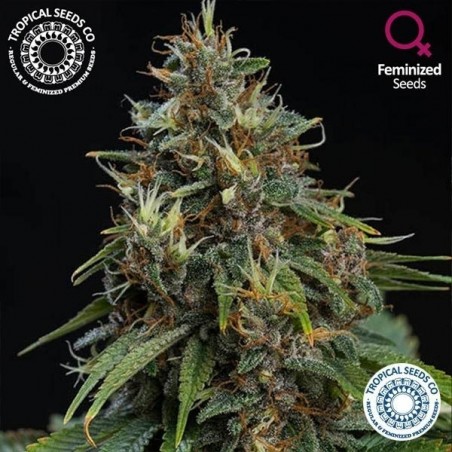 Bisho Roxo de Sementes Tropicales Co feminizado - GB The Green Brand
