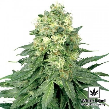 White Widow regular White Label - GB The Green Brand