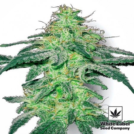 Branco Skunk White Label Sementes Regulares - GB The Green Brand