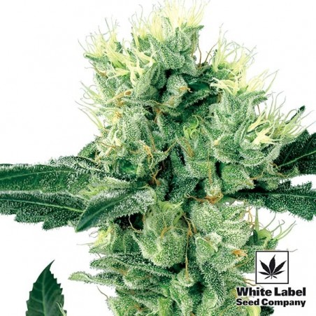Branco Haze Regular de Sementes de Etiquetas Brancas - GB The Green Brand