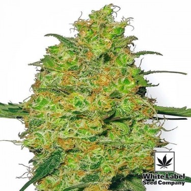 Master Kush sementes regulares de White Label - GB The Green Brand