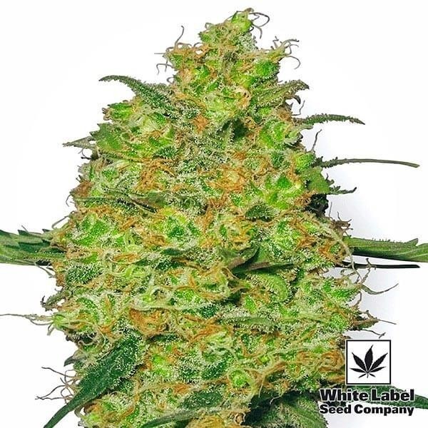 View Master Kush sementes regulares de White Label - GB The Green Brand