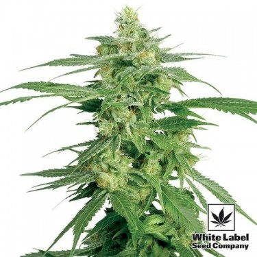 Holland's Hope regular White Label - GB The Green Brand