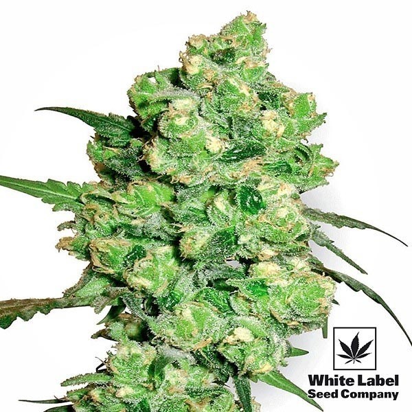 View Super Skunk Regular White Label Sementes - GB The Green Brand