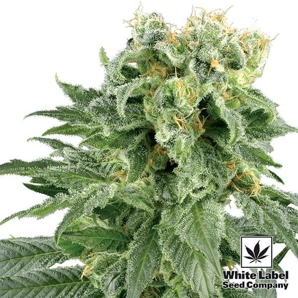 View Duplo Gum Regular de Semilas White Label - GB The Green Brand