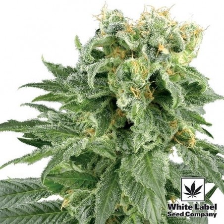 Duplo Gum Regular de Semilas White Label - GB The Green Brand