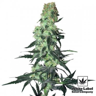 Amnesia Branco Regular de White Label - GB The Green Brand