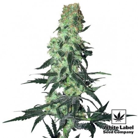 Amnesia Branco Regular de White Label - GB The Green Brand