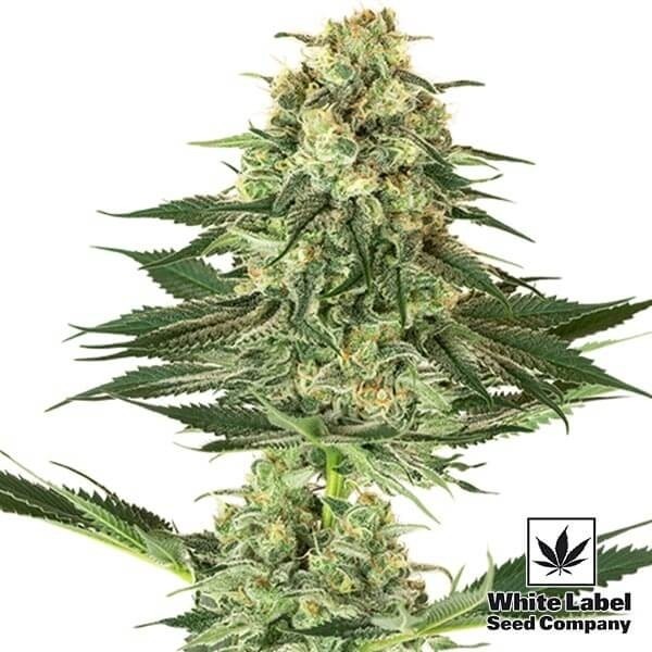 View Banana Kush feminizado Sementes de etiqueta branca - GB The Green Brand
