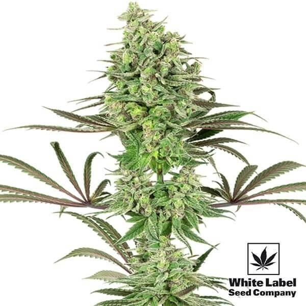 View Double Banana Kush of White Label Seeds - GB The Green Brand