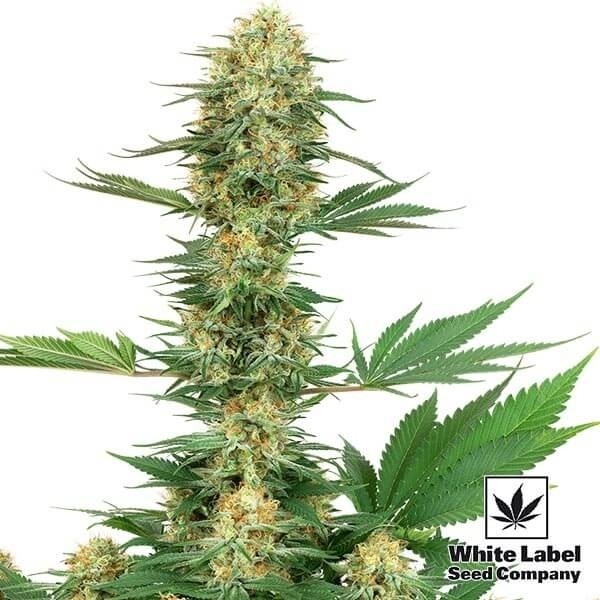 View White Label Gelato 420 saboroso e poderoso - GB The Green Brand