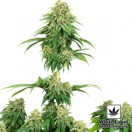 Cookies de Escuteira das Sementes de Etiquetas Brancas - GB The Green Brand
