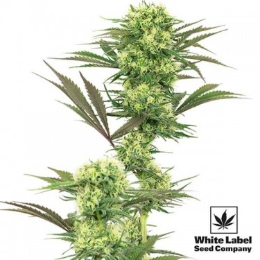 Guava Jelly de White Label de efeito ativo - GB The Green Brand